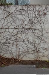 Photo Textures of Wall Overgrown